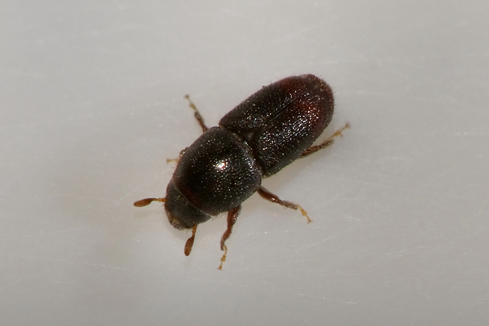 Scolytus sp.  (Scolytidae)